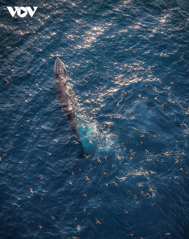 Choáng ngợp cảnh mẹ con cá voi săn mồi ở vùng biển Đề Gi - ảnh 15