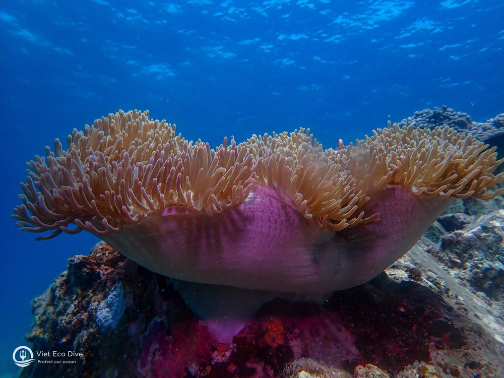 Chiêm ngưỡng san hô tuyệt đẹp dưới đáy biển Việt Nam - ảnh 1
