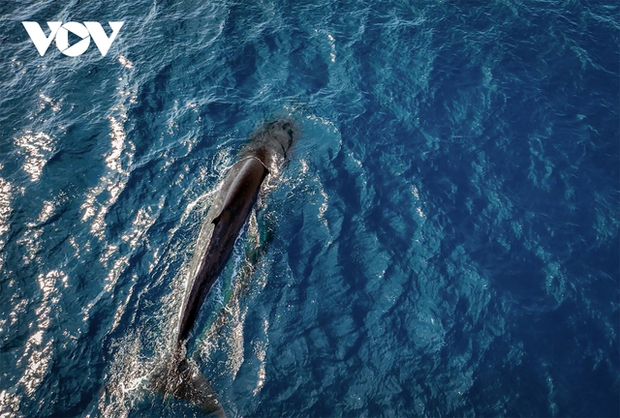 Choáng ngợp cảnh mẹ con cá voi săn mồi ở vùng biển Đề Gi - ảnh 1