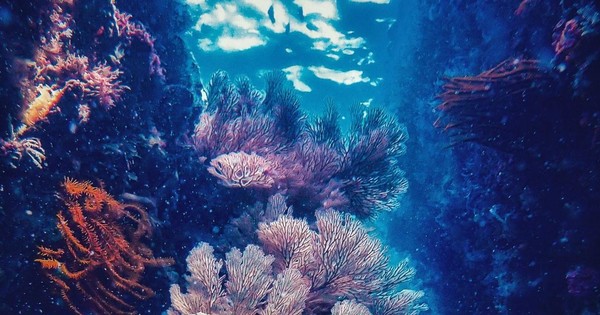 Chiêm ngưỡng san hô tuyệt đẹp dưới đáy biển Việt Nam - ảnh 9