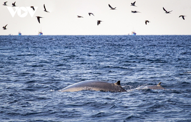 Choáng ngợp cảnh mẹ con cá voi săn mồi ở vùng biển Đề Gi - ảnh 6