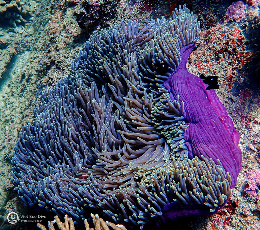 Chiêm ngưỡng san hô tuyệt đẹp dưới đáy biển Việt Nam - ảnh 7