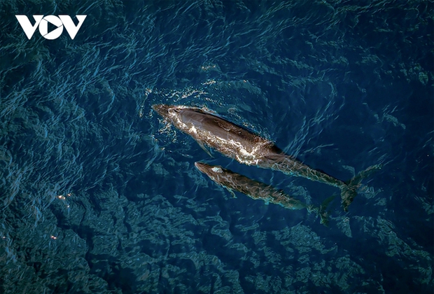 Choáng ngợp cảnh mẹ con cá voi săn mồi ở vùng biển Đề Gi - ảnh 3