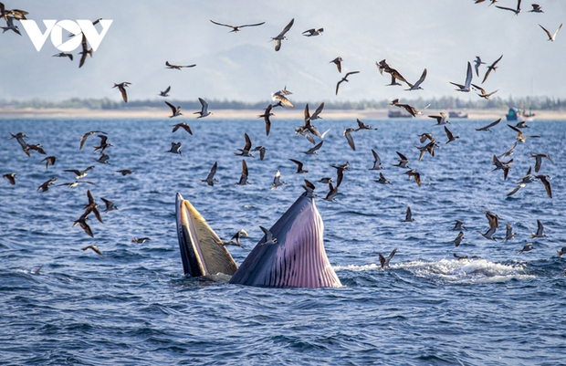Choáng ngợp cảnh mẹ con cá voi săn mồi ở vùng biển Đề Gi - ảnh 8