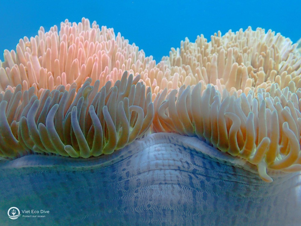 Chiêm ngưỡng san hô tuyệt đẹp dưới đáy biển Việt Nam - ảnh 3