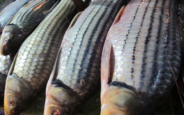 Cá sọc dưa: Loài cá sống tới 50 năm mang theo hương vị của đại ngàn Tây Nguyên, thử một lần không thể nào quên! - ảnh 1