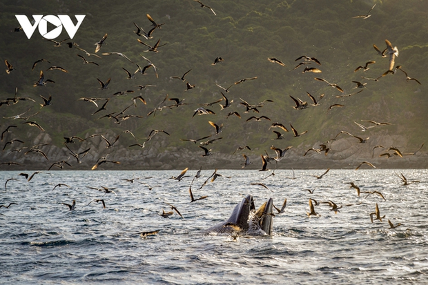 Choáng ngợp cảnh mẹ con cá voi săn mồi ở vùng biển Đề Gi - ảnh 13