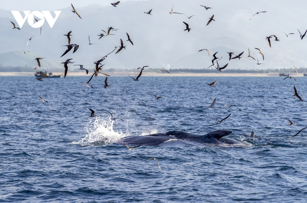 Choáng ngợp cảnh mẹ con cá voi săn mồi ở vùng biển Đề Gi - ảnh 4