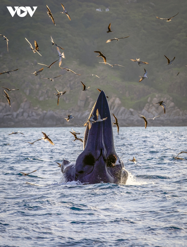 Choáng ngợp cảnh mẹ con cá voi săn mồi ở vùng biển Đề Gi - ảnh 7