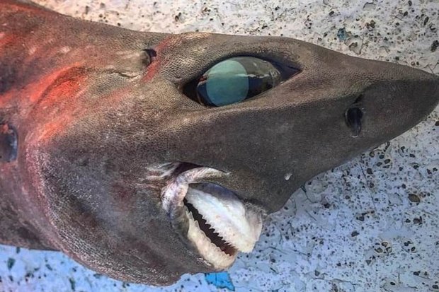 Bộ dạng kỳ quái của 1 con cá mập ở Úc - ảnh 1