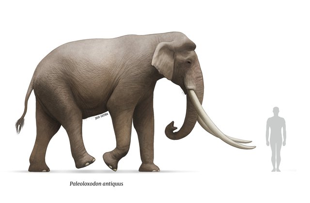 Các nhà khảo cổ học Israel tìm thấy ngà của một loài voi khổng lồ 500.000 năm tuổi - ảnh 3