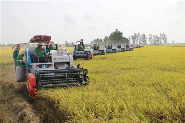 Nhận định cơ hội tăng trưởng mới cho xuất khẩu gạo Việt Nam - ảnh 1