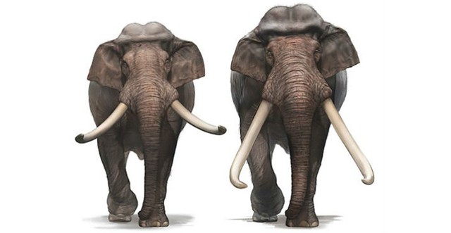 Các nhà khảo cổ học Israel tìm thấy ngà của một loài voi khổng lồ 500.000 năm tuổi - ảnh 4