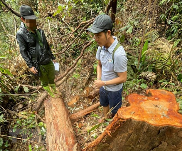 Kon Tum: Bắt giữ 3 trong 5 đối tượng phá rừng Sa Thầy - ảnh 1