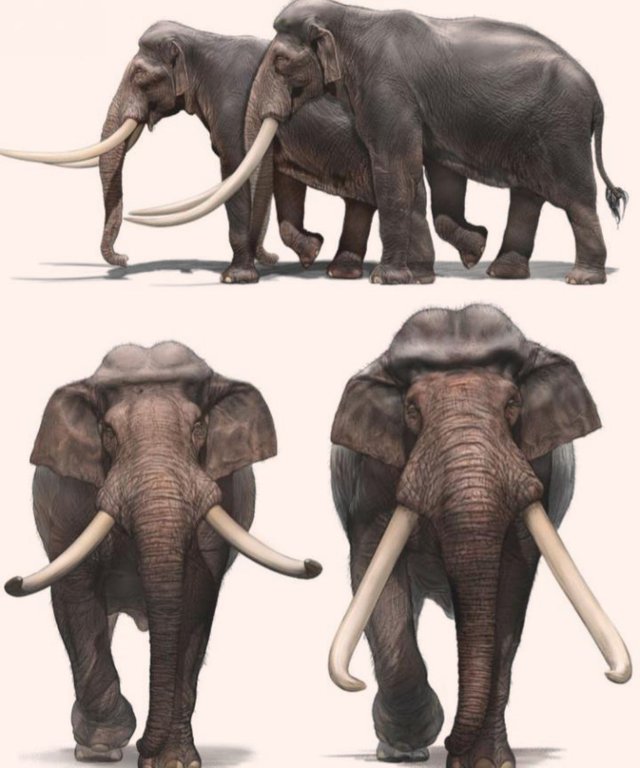 Các nhà khảo cổ học Israel tìm thấy ngà của một loài voi khổng lồ 500.000 năm tuổi - ảnh 2