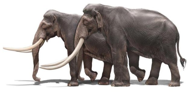 Các nhà khảo cổ học Israel tìm thấy ngà của một loài voi khổng lồ 500.000 năm tuổi - ảnh 5