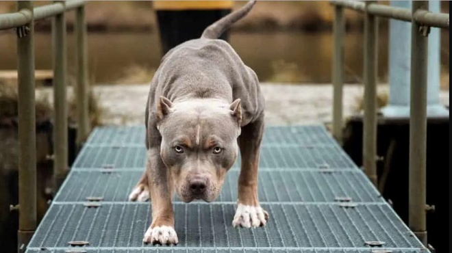 Vụ xua chó Pitbull cắn hàng xóm: Khởi tố cả chủ con chó lẫn nạn nhân - ảnh 1