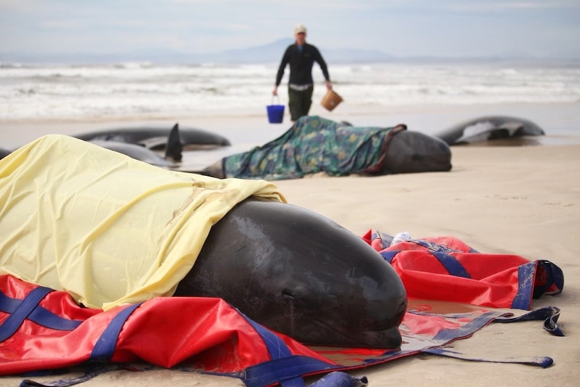Bí ẩn hàng trăm con cá voi dạt vào bờ biển Tasmania, Úc - ảnh 4