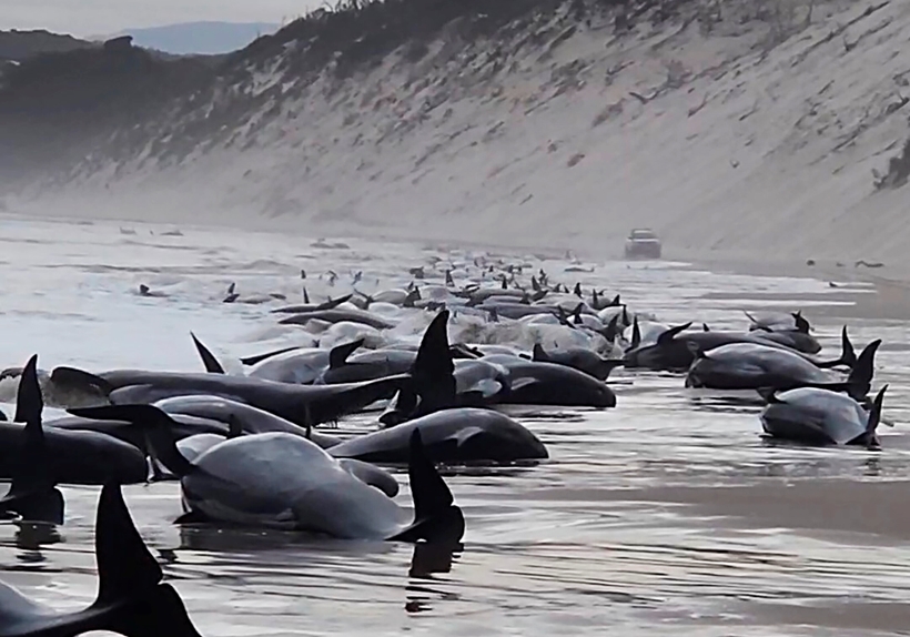 Bí ẩn hàng trăm con cá voi dạt vào bờ biển Tasmania, Úc - ảnh 2