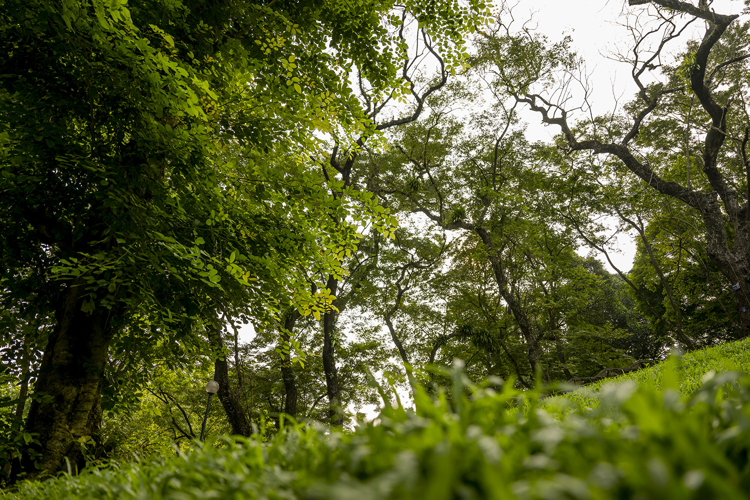 Đón bình minh trong “rừng xanh” giữa lòng Hà Nội - ảnh 9