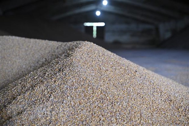 Thị trường nông sản tuần qua: Giá lúa chững lại đà giảm - ảnh 2