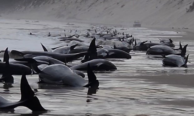 Khoảng 200 con cá voi hoa tiêu chết do mắc cạn tại Australia - ảnh 1