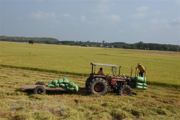Thị trường nông sản tuần qua: Giá lúa chững lại đà giảm - ảnh 1