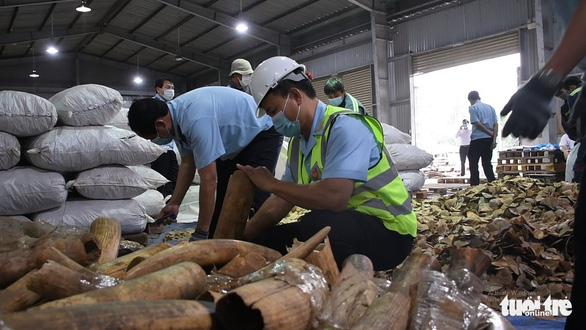 Bắt giữ hơn 6 tấn ngà voi và vảy tê tê nhập lậu trong container - ảnh 2