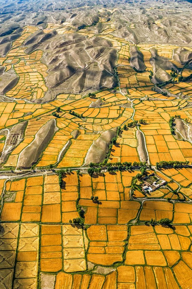 Chùm ảnh mùa thu hoạch ấn tượng ở Trung Quốc - ảnh 4
