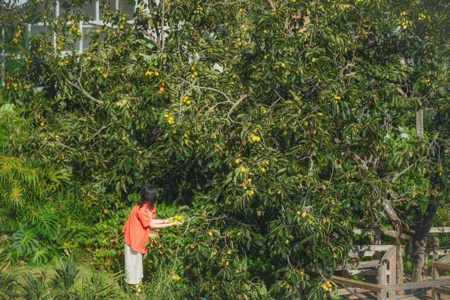 5 vườn hồng trĩu quả ở Đà Lạt vừa đẹp lại cho ăn thỏa thích tại chỗ đang chờ bạn ghé thăm - ảnh 24