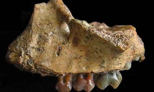 Trung Quốc phát hiện hóa thạch loài vượn cổ xưa nhất - ảnh 1