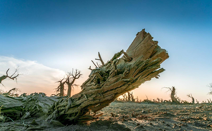 Bí ẩn ‘khu rừng quỷ’ nằm trong sa mạc lớn nhất Trung Quốc - ảnh 10
