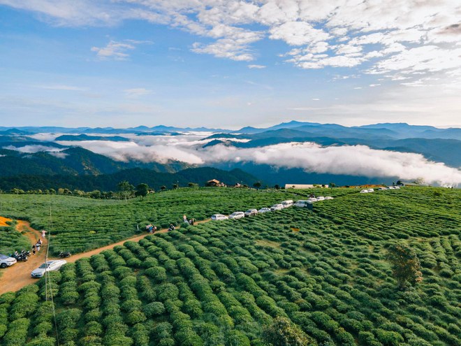 Những đồi chè xanh ngát có cảnh đẹp như phim ở khắp Việt Nam - ảnh 5