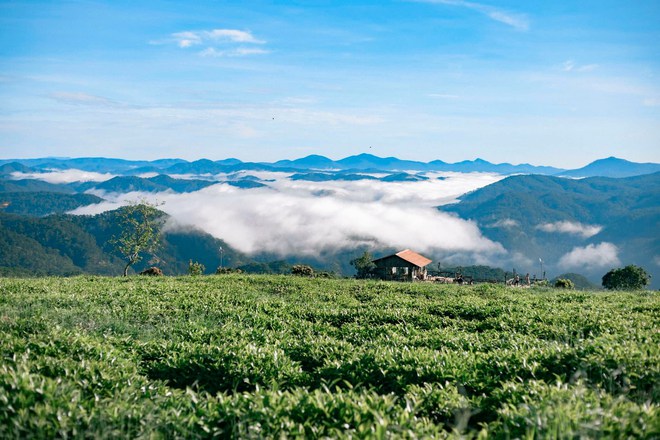 Những đồi chè xanh ngát có cảnh đẹp như phim ở khắp Việt Nam - ảnh 2