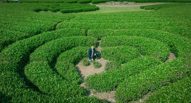 Những đồi chè xanh ngát có cảnh đẹp như phim ở khắp Việt Nam - ảnh 19