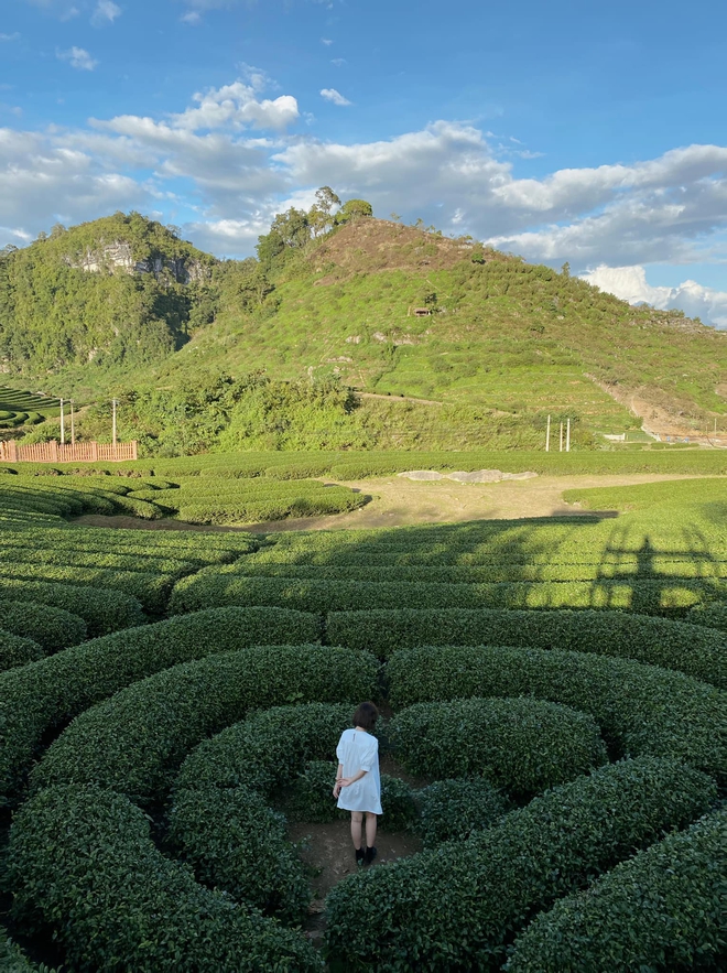 Những đồi chè xanh ngát có cảnh đẹp như phim ở khắp Việt Nam - ảnh 21