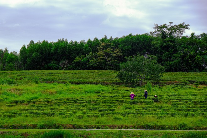 Những đồi chè xanh ngát có cảnh đẹp như phim ở khắp Việt Nam - ảnh 28