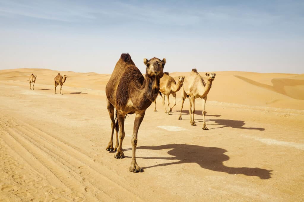 Những loài động vật lớn nhất sống trong sa mạc, vẫn còn tồn tại cho đến ngày nay - ảnh 6