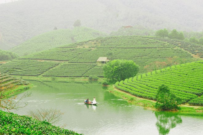 Những đồi chè xanh ngát có cảnh đẹp như phim ở khắp Việt Nam - ảnh 24