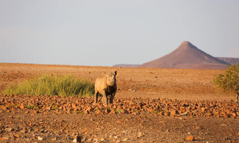 Những loài động vật lớn nhất sống trong sa mạc, vẫn còn tồn tại cho đến ngày nay - ảnh 7