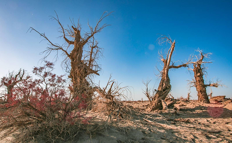 Bí ẩn ‘khu rừng quỷ’ nằm trong sa mạc lớn nhất Trung Quốc - ảnh 6