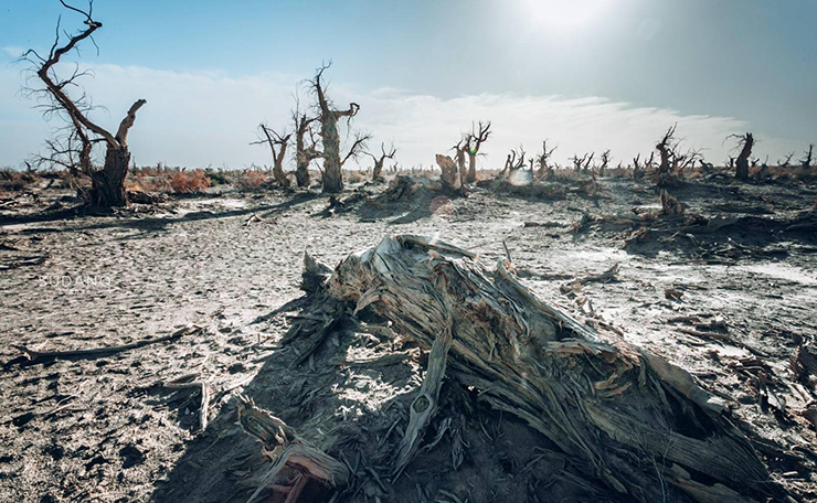 Bí ẩn ‘khu rừng quỷ’ nằm trong sa mạc lớn nhất Trung Quốc - ảnh 4