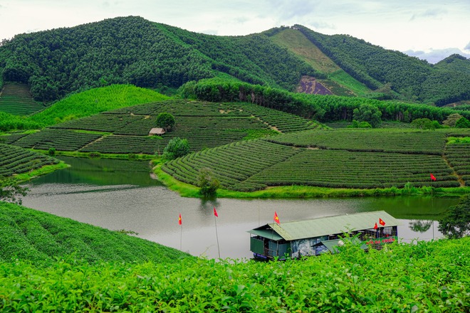 Những đồi chè xanh ngát có cảnh đẹp như phim ở khắp Việt Nam - ảnh 27