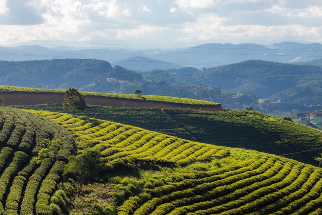 Những đồi chè xanh ngát có cảnh đẹp như phim ở khắp Việt Nam - ảnh 10