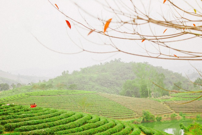 Những đồi chè xanh ngát có cảnh đẹp như phim ở khắp Việt Nam - ảnh 26
