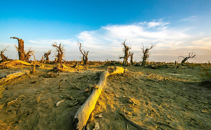 Bí ẩn ‘khu rừng quỷ’ nằm trong sa mạc lớn nhất Trung Quốc - ảnh 8