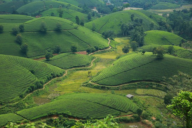 Những đồi chè xanh ngát có cảnh đẹp như phim ở khắp Việt Nam - ảnh 14