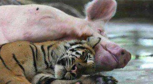 Tình mẫu tử diệu kỳ giữa lợn mẹ và hổ con - ảnh 2