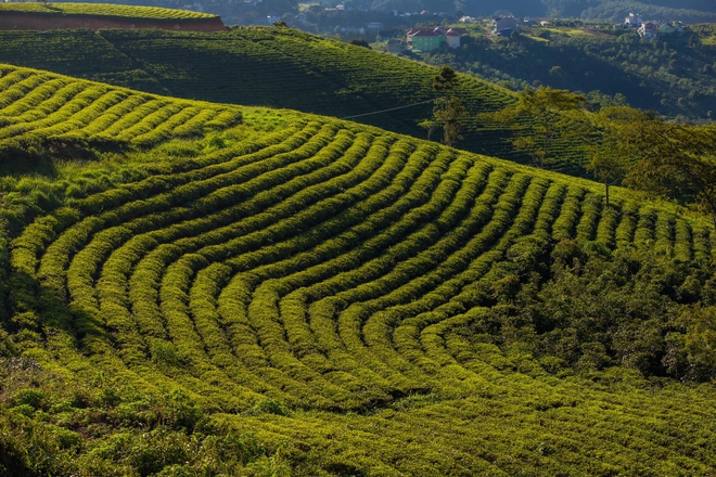 Những đồi chè xanh ngát có cảnh đẹp như phim ở khắp Việt Nam - ảnh 8