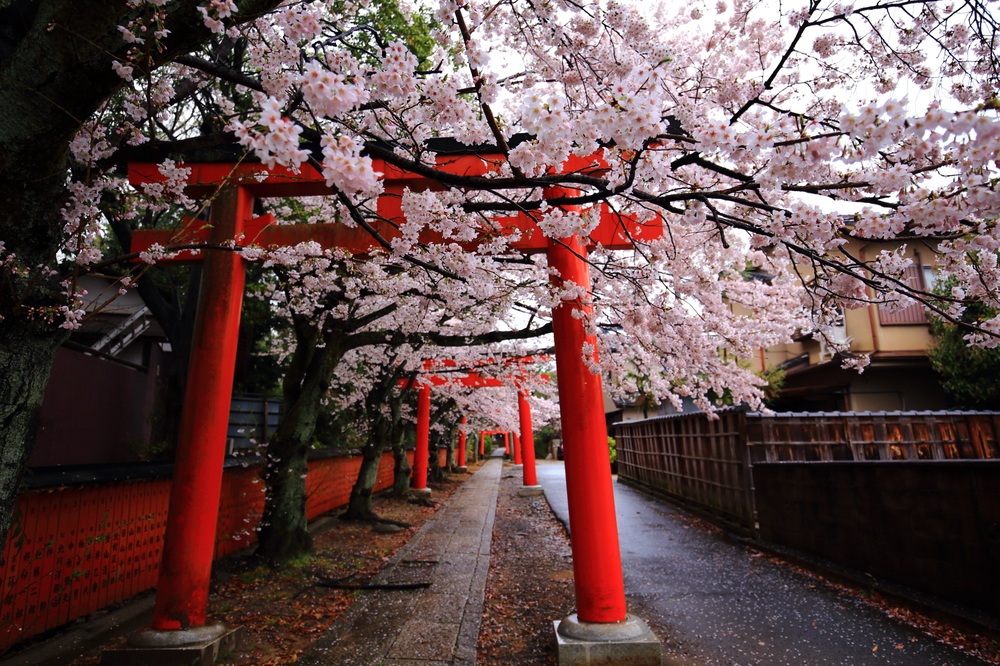Kyoto rất mong đón du khách trở lại, nhưng ''thủ thỉ'' những yêu cầu đặc biệt - ảnh 2